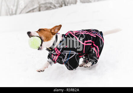 Lustig, aktiver Hund tragen warmen Mantel spielen mit tennisball auf Schnee mit schönen Wintertag Stockfoto