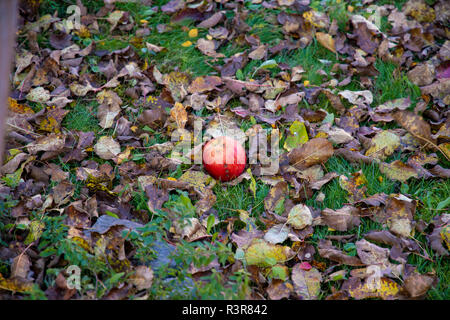 Red Old Apple im Winter auf der Wiese Stockfoto