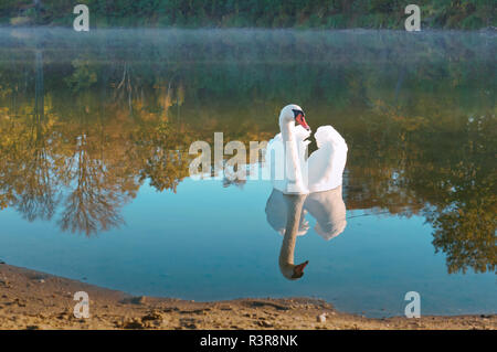 Schwan in der Morgen am See, Schwan und Morgennebel Stockfoto