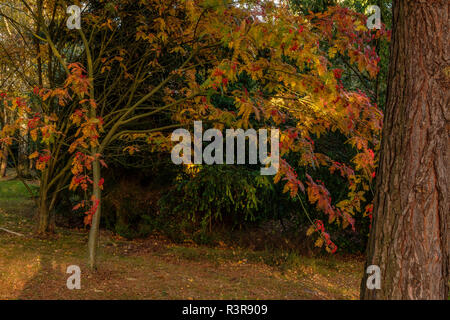 Sorbus scalaris Die Heather Gärten Virginia Water Surrey England Großbritannien Stockfoto