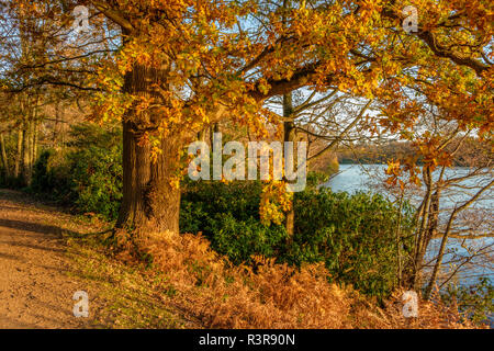 Eiche im Herbst Laub Virginia Water Lake Virginia Water Surrey England Großbritannien Stockfoto
