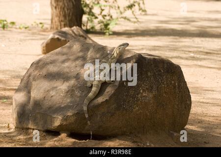 Rock monitor Lizzard, Varanus albigularis Stockfoto