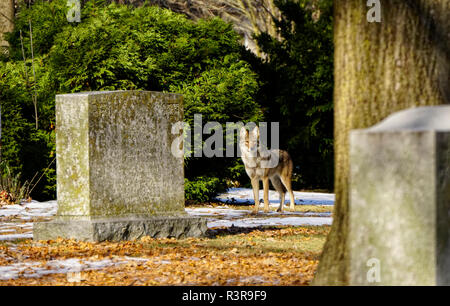 Coyote ansehen unter Tombstones im Alten Friedhof in Toronto, Ontario, Kanada. Die Namen auf den gealterten und Moos bedeckt Tombstone haben Ziffer gelöscht Stockfoto