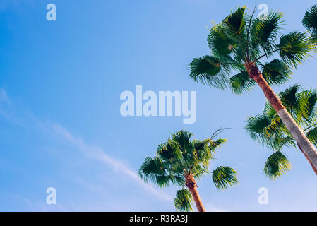 Tropischen Palmen in einer Ecke mit blauem Himmel Hintergrund Stockfoto