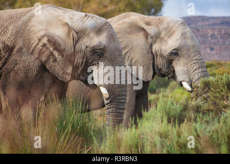 Südafrika, Aquila Private Game Reserve, Elefanten, Loxodonta Africana Stockfoto