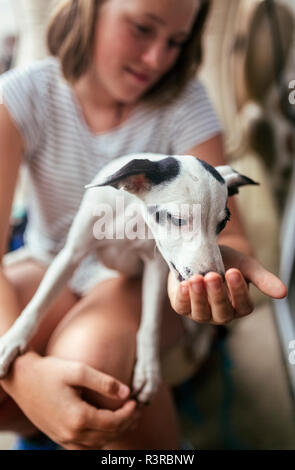 Welpe auf dem Schoß des Mädchens Stockfoto