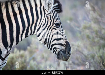 Südafrika, Aquila Private Game Reserve, Zebra, Equus quagga Stockfoto