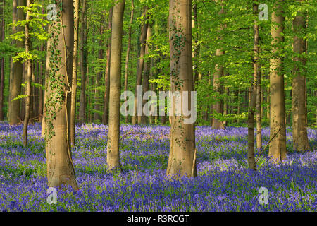 Belgien, Flämisch Brabant, Halle, Hallerbos, Bluebell Blumen, Hyacinthoides non-scripta, Buchenwald im frühen Frühjahr Stockfoto