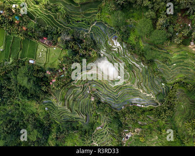 Indonesien, Bali, Ubud, Tegalalang, Luftaufnahme von Reisfeldern, terrassierten Feldern Stockfoto