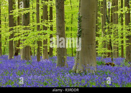 Belgien, Flämisch Brabant, Halle, Hallerbos, Bluebell Blumen, Hyacinthoides non-scripta, Buchenwald im frühen Frühjahr Stockfoto