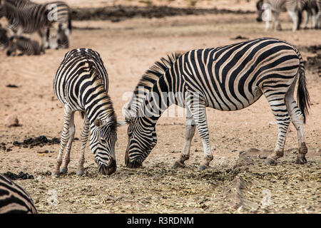 Südafrika, Aquila Private Game Reserve, Zebras Essen, Equus quagga Stockfoto