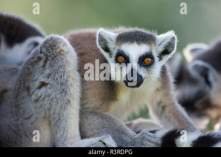Portrait von Ring-tailed Lemur Stockfoto