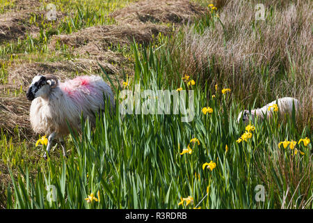 Irland, County Kerry, Dingle Halbinsel, Slea Head Drive, Ventry, Schafe Stockfoto