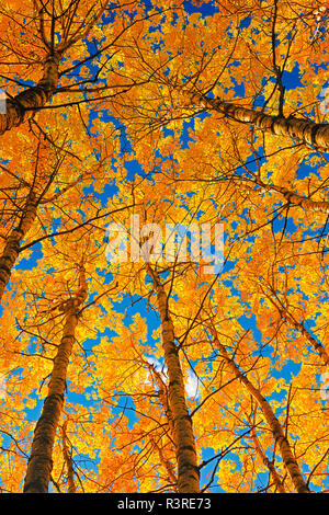 Kanada, Saskatchewan, Prince Albert National Park. Zitternde Espe Wald in herbstlichen Farben. Stockfoto