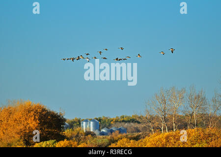 Kanada, Saskatchewan, Tuxford. Kanada Gänse und Getreide Fächer im Herbst. Stockfoto