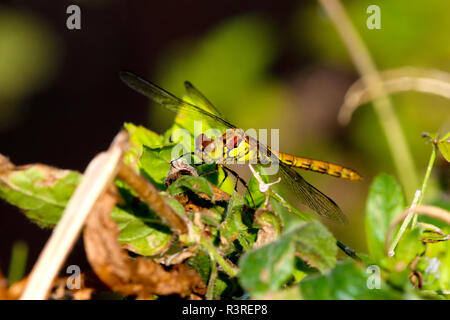 Hawker Libelle auf Zweig Grüner Hintergrund Stockfoto