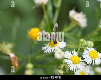 Schweben fliegen auf Daisy Stockfoto