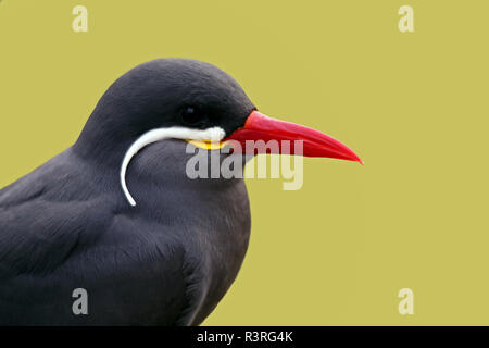 Great White tern larosterna Inca Stockfoto