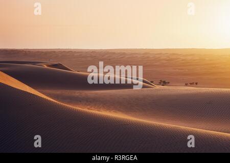 Sanddünen in der Wüste Landschaft bei Sonnenuntergang. Wahiba Sands, Sultanat von Oman. Stockfoto