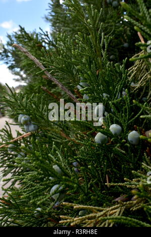 Ein grüner Wacholder Nahaufnahme mit frischen blauen Wacholderbeeren noch auf die Stiele. Stockfoto