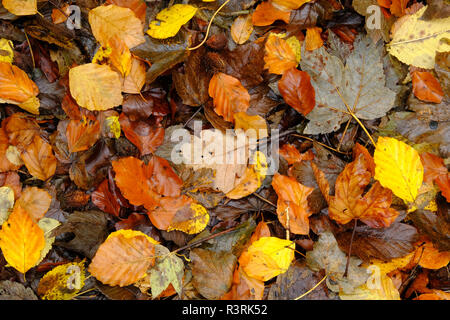 Teppich Laub im Herbst Stockfoto