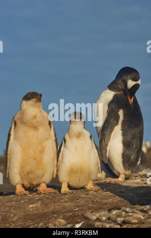 Gentoo Pinguin Küken (Pygoscelis papua) mit einem Erwachsenen auf Sea Lion Island in den Falkland Inseln. Stockfoto