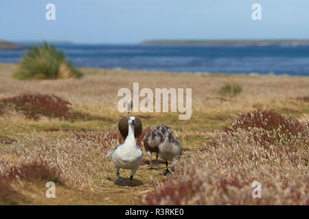 Die hochlagen der Gänse (Chloephaga picta leucoptera) mit juveniler Gänschen gehen durch einen grünen Wiese auf Sea Lion Island in den Falkland Inseln. Stockfoto