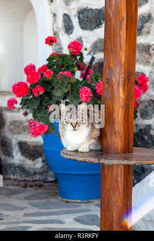 Griechenland, Santorini. Katze ruht in einem Innenhof Stockfoto