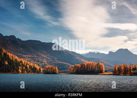 Malerischer Blick auf Herbst Silvaplanasee in den Schweizer Alpen. Bunte Wald mit orange Lärche und schneebedeckten Bergen im Hintergrund. Schweiz Stockfoto