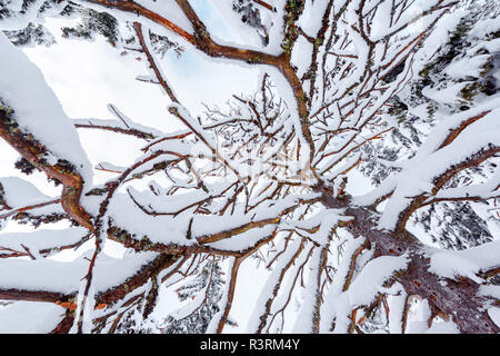 Schöne winter Hintergrund mit schneebedeckten Zweigen und klaren Himmel Stockfoto