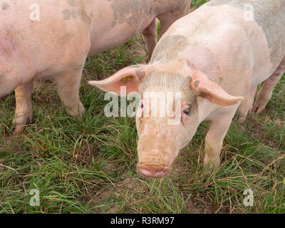 Zwei rosa Schweine Stockfoto