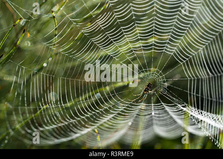 Spinnennetz mit Tautropfen auf einer Wiese am Morgen wieder Licht, Garten cross Spider (Araneus diadematus), ausgewählte konzentrieren, enge Tiefenschärfe Stockfoto
