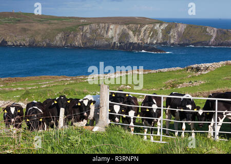 Irland, County Cork, Mizzen Head Peninsula, Mizen Head Landschaft mit Kühen Stockfoto