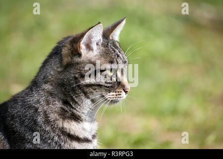 Tabby Katze Portrait im Profil vor einem grünen Hintergrund, kopieren Raum Stockfoto