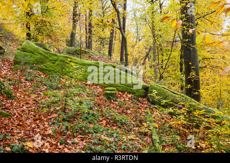 Deutschland, Rheinland-Pfalz, Pfälzer Wald Naturpark im Herbst, bemoosten Felsen Stockfoto