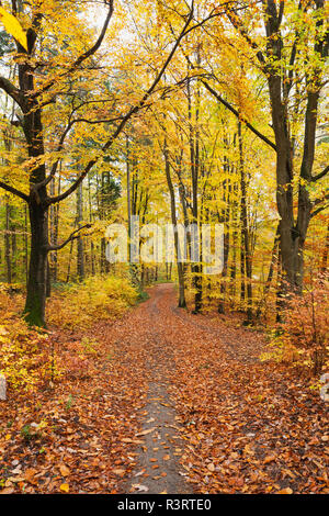 Deutschland, Rheinland-Pfalz, Pfälzer Wald Naturpark im Herbst Stockfoto