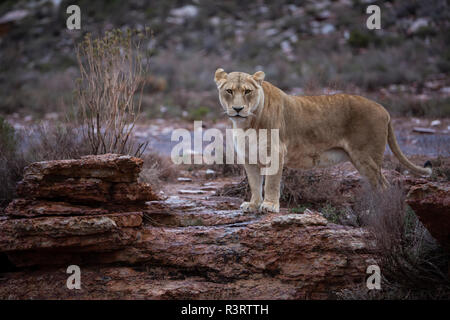 Südafrika, Aquila Private Game Reserve, Löwin, Panthera leo Stockfoto