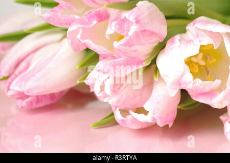 Tulip bouquet pink Stockfoto