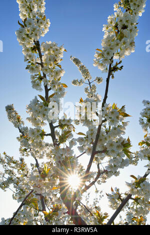 Weißen Kirschblüten in der Hintergrundbeleuchtung Stockfoto