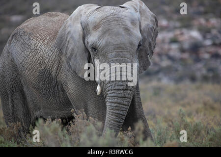 Südafrika, Aquila Private Game Reserve, Elefant, Loxodonta Africana Stockfoto