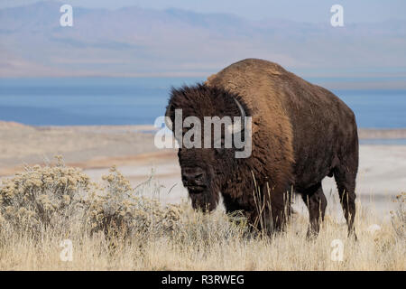 Bison, Bull, Antelope Island, Utah Stockfoto