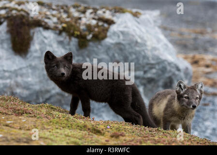 Norwegen, Svalbard, Spitzbergen. Hornsund, Gnalodden, Arctic fox Kits (Vulpes lagapus) im Sommer Fell mit dunkler "blue Morph 'Fuchs. Stockfoto