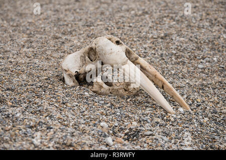 Norwegen, Spitzbergen, Nordaustlandet, Nordaust-Svalbard Nature Reserve, Torellneset. Schädel des Atlantischen Walross (Odobenus rosmarus rosmarus) auf felsigen Strand. Stockfoto