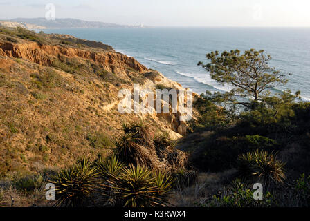 Eine gefährdete Torrey Kiefer wächst auf den Klippen mit Blick auf den Pazifischen Ozean auf der Torrey Pines State Naturpark in San Diego, Kalifornien. Stockfoto