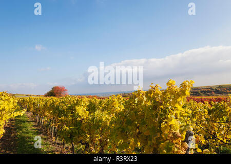 Deutschland, Rheinland-Pfalz, Weinberge im Herbst Farben, Deutsche Weinstraße Stockfoto