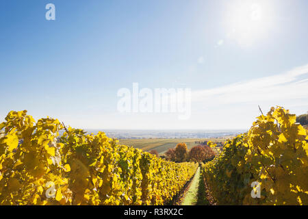 Deutschland, Rheinland-Pfalz, Weinberge im Herbst Farben, Deutsche Weinstraße Stockfoto