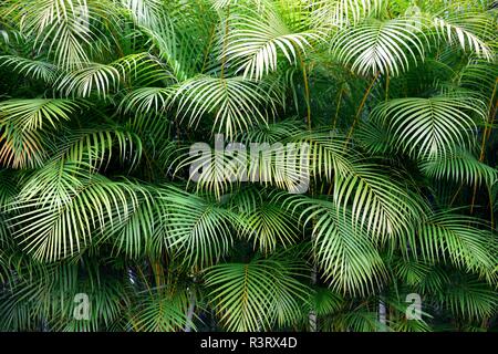 Wand der grünen tropischen Palme Wedel Blätter mit exotischen Formen und Texturen in Kolumbien, Südamerika. Stockfoto