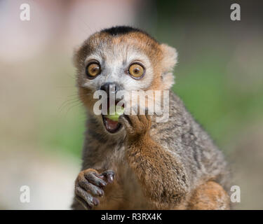 Portrait von Essen gekrönt lemur mit offenen Augen Stockfoto