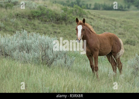 Drei Monate alten Feral (Wild) Pferd Fohlen (Helios - Colt), Theodore Roosevelt National Park Stockfoto