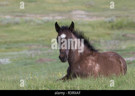 Wild (Wild) Pferd Fohlen, Theodore Roosevelt National Park Stockfoto